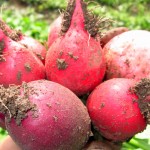 radish